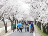 충주, 봉방동 하방마을 벚꽃길 걷기 행사 성황