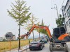 충주시, 도로변 은행나무 열매‘천연살충제로 재탄생’