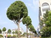 충주시, ‘은행나무 가로수’ 지역 명물로 재탄생